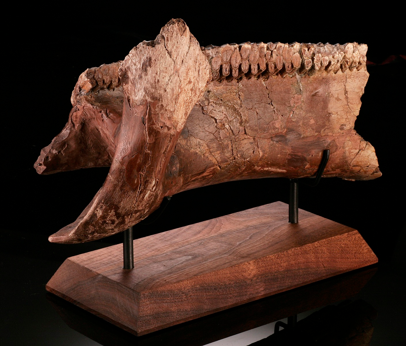 Hadrosaur Jaw Section, With Excellent Tooth Battery