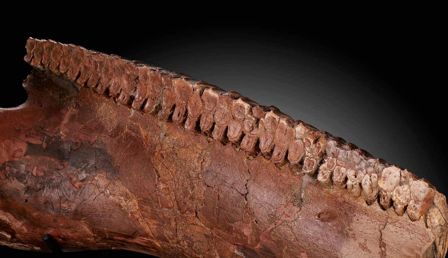 Hadrosaur Jaw Section, With Excellent Tooth Battery