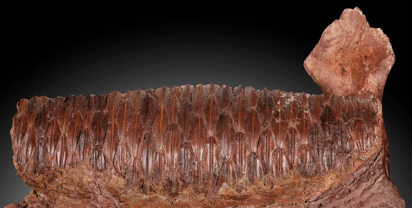 Hadrosaur Jaw Section, With Excellent Tooth Battery