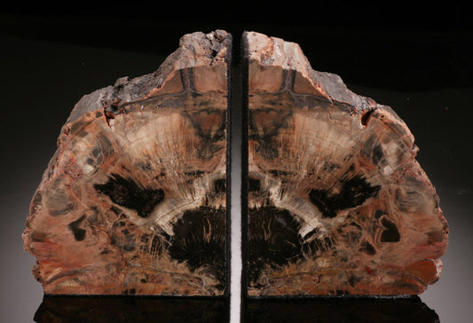 Petrified Wood Bookends (Arizona)