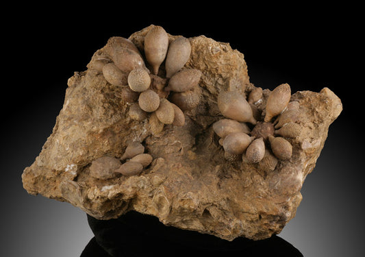 Club Sea Urchin Fossil- Spain