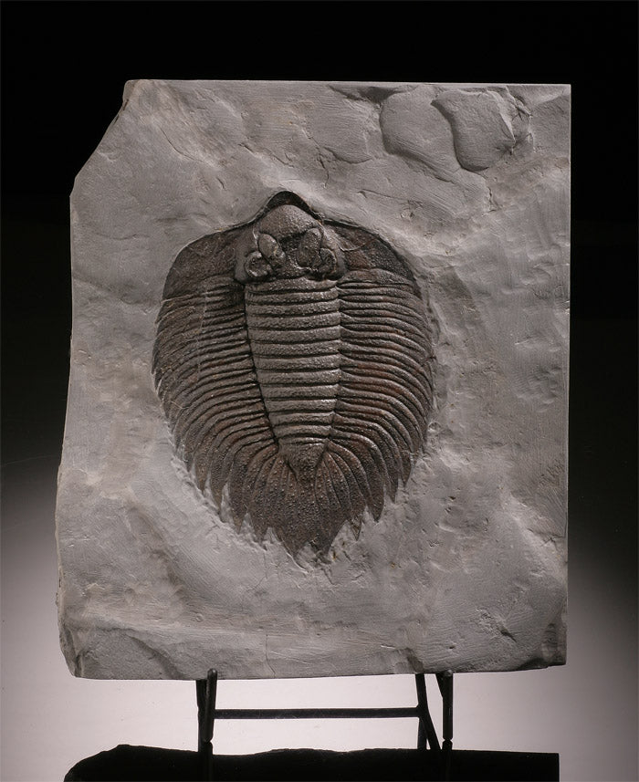 Classic North American Trilobite, Actinurus Accodentalis (with stand)
