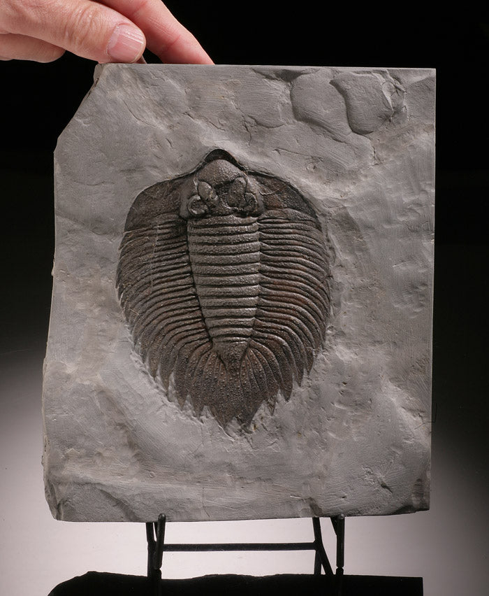 Classic North American Trilobite, Actinurus Accodentalis (with stand)