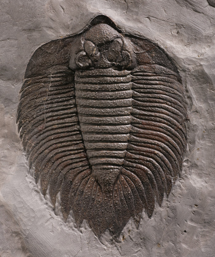 Classic North American Trilobite, Actinurus Accodentalis (with stand)