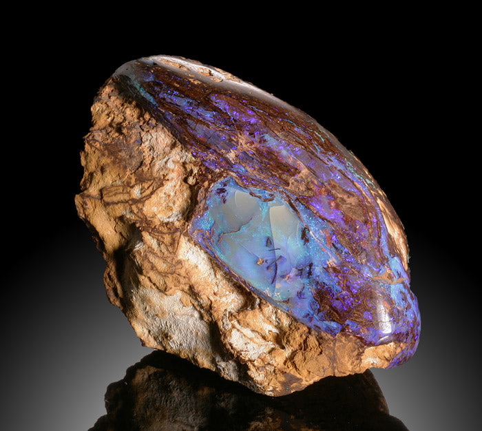 Opalized Wood, Australia (From our Private Collection)