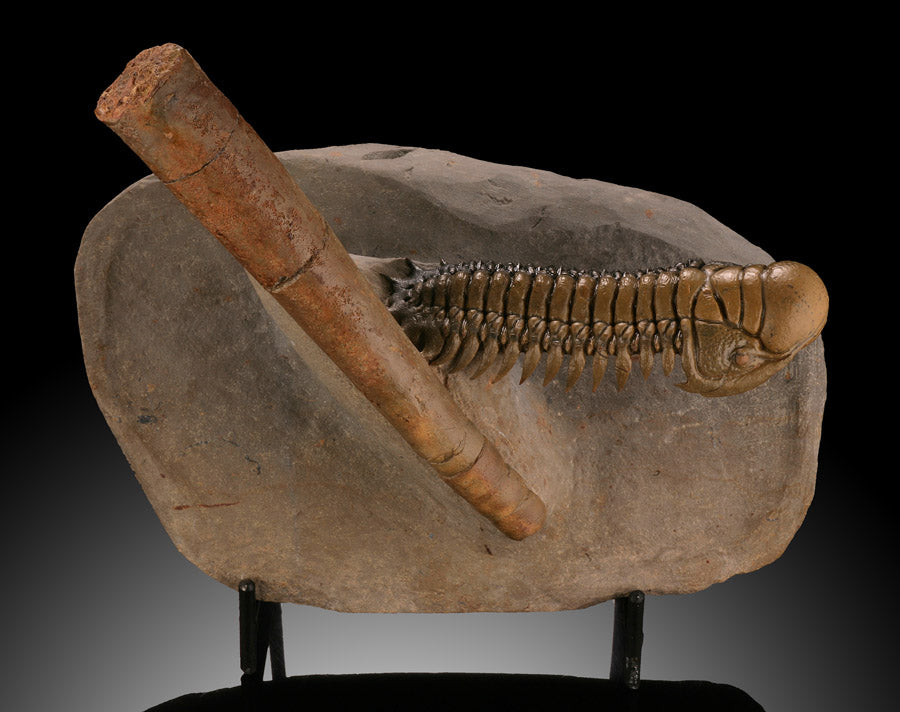 Trilobite and Orthoceras Mortality Specimen