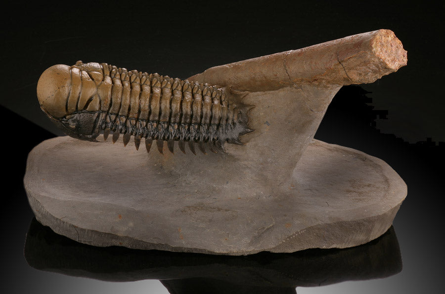 Trilobite and Orthoceras Mortality Specimen
