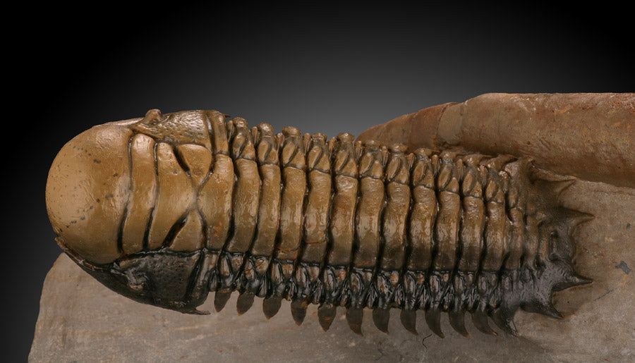 Trilobite and Orthoceras Mortality Specimen