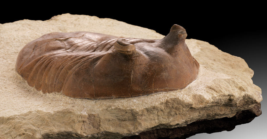 Trilobite / Asaphus Cornutus