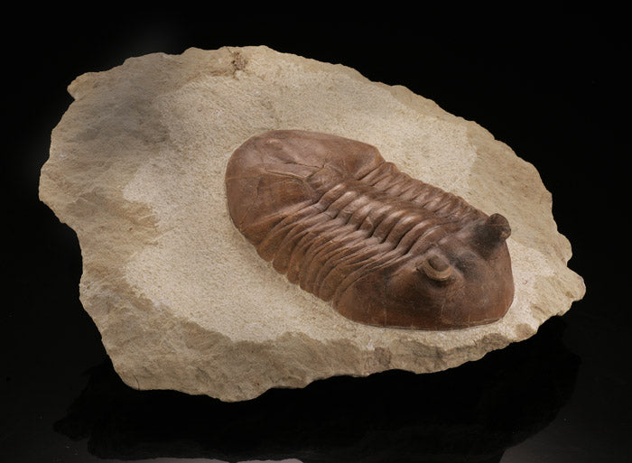 Trilobite / Asaphus Cornutus