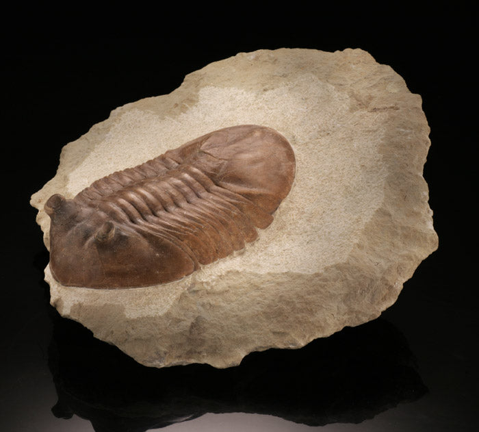 Trilobite / Asaphus Cornutus