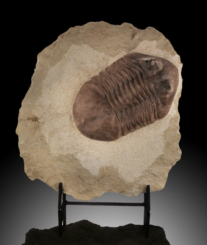 Trilobite / Asaphus Cornutus