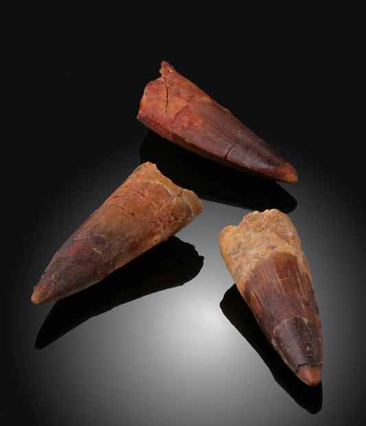 1-1/2"+ Spinosaur Teeth
