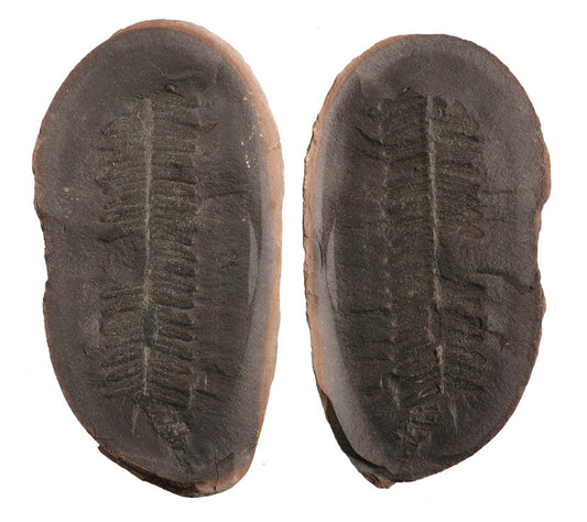 Crenulopteris Acadica - Mazon Creek Fossil