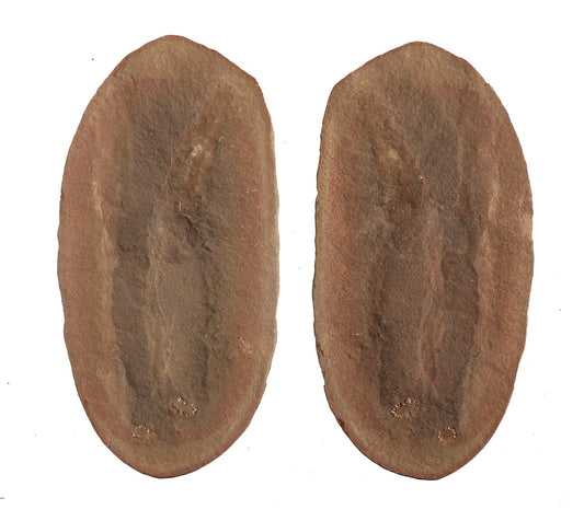 Achistrum sp. (2 Sea Cucumbers with Mouth Rings) - Mazon Creek Fossil