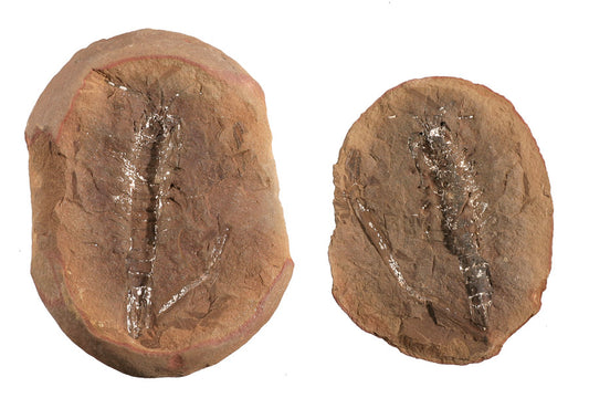 Acanthotelson stimpsoni (Shrimp) - Mazon Creek Fossil