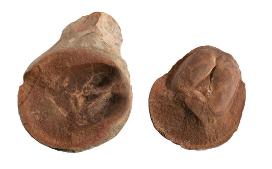 Mazonmya mazonesis (Clam w/Hinge Ligaments) - Mazon Creek Fossil