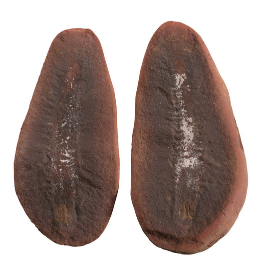 Esconites zelus Polychaete Worm - Mazon Creek Fossil