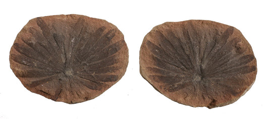 Annularia Inflata - Mazon Creek Fossil