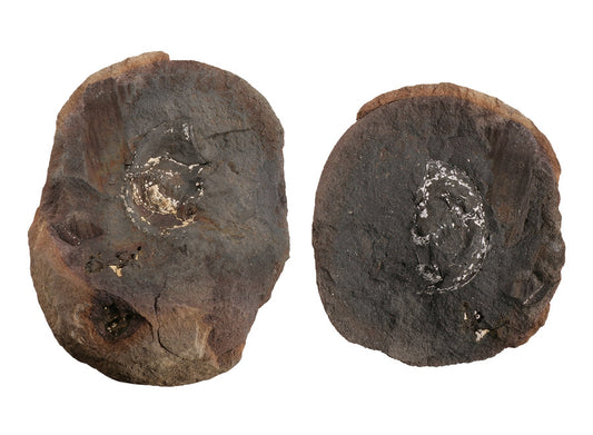 Euproops danae/Horseshoe Crab Prosomal - Mazon Creek Fossil