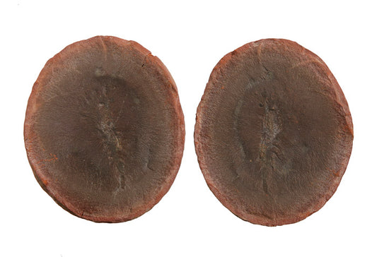 Lobetelson mclaughlinae Shrimp - Mazon Creek Fossil