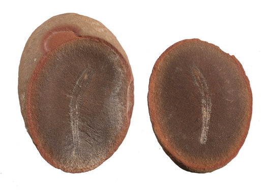 Didontogaster cordylina - Mazon Creek Fossil