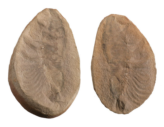 Kallidecthes richardsoni Marine Shrimp - Mazon Creek Fossil