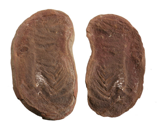 Belotelson Magister (Shrimp) - Mazon Creek Fossil