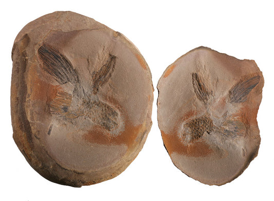 Mazon Creek Fossil- Synchysidendron andrewsii