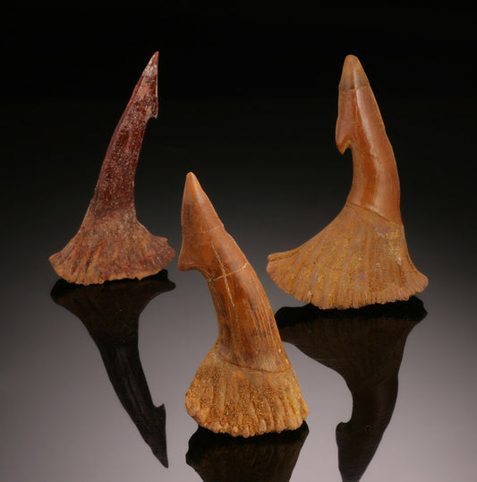 Onchosaurus Rostral Tooth/Barb (Sawfish), Best Available