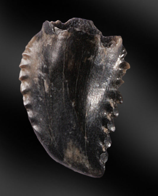 Troodon Dinosaur Tooth