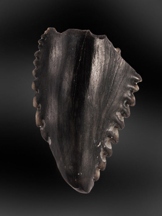 Troodon Dinosaur Tooth