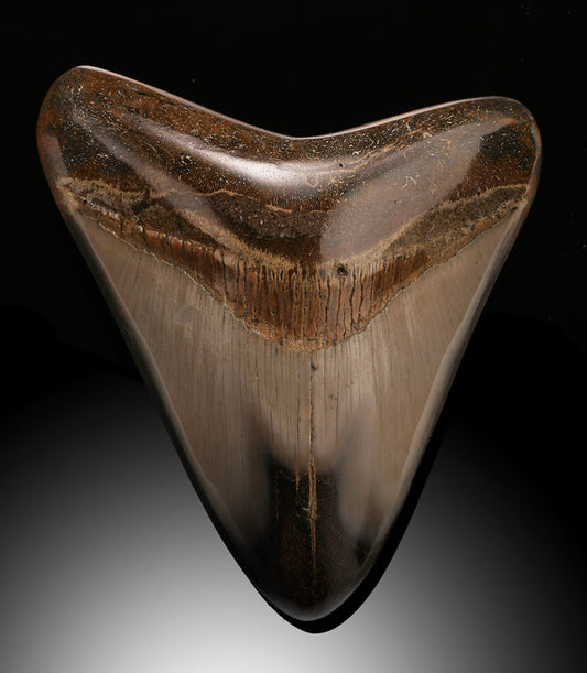 Two-toned Polished Megalodon Tooth