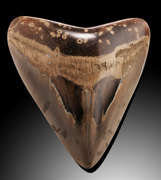Polished Megalodon Shark Tooth