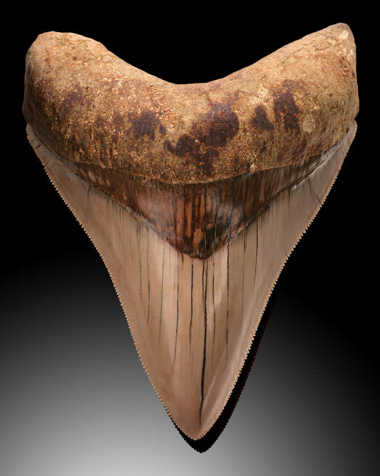Top-Quality Megalodon Tooth, Indonesia