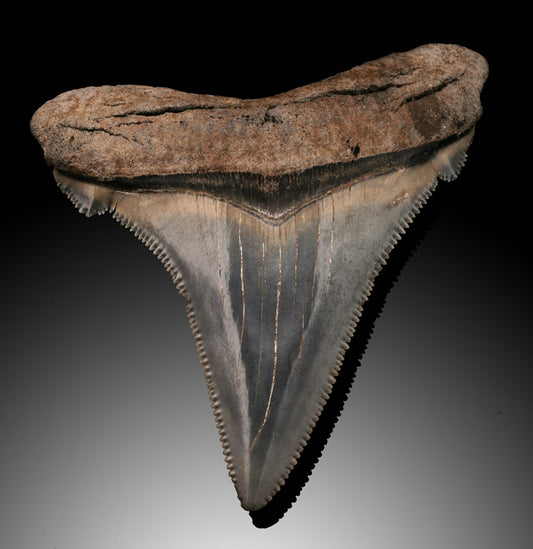 Fossil Shark Tooth, Angustidens