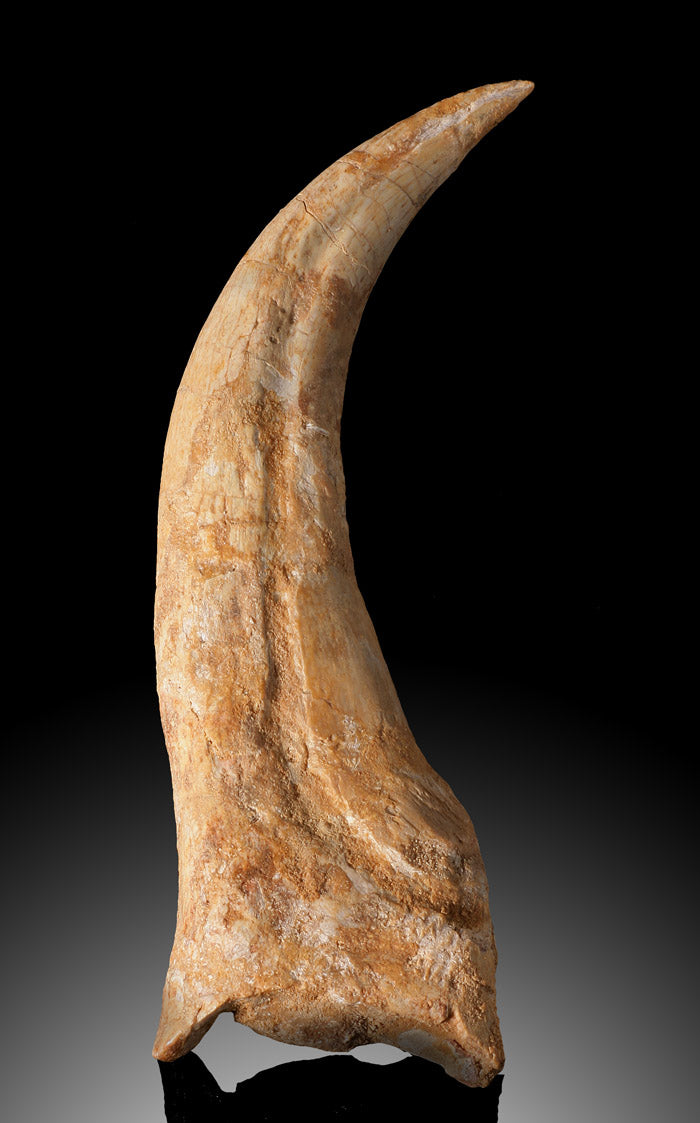Premium Juvenile Spinosaurus Claw