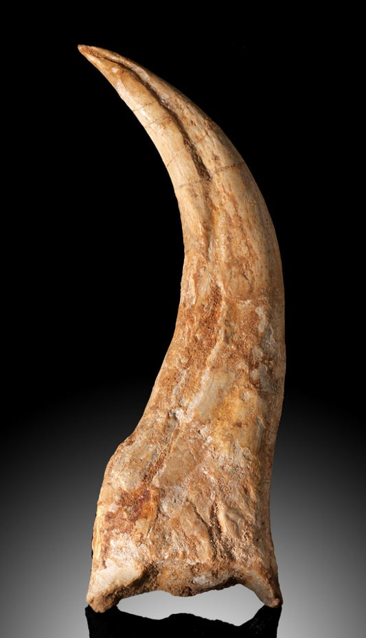 Premium Juvenile Spinosaurus Claw