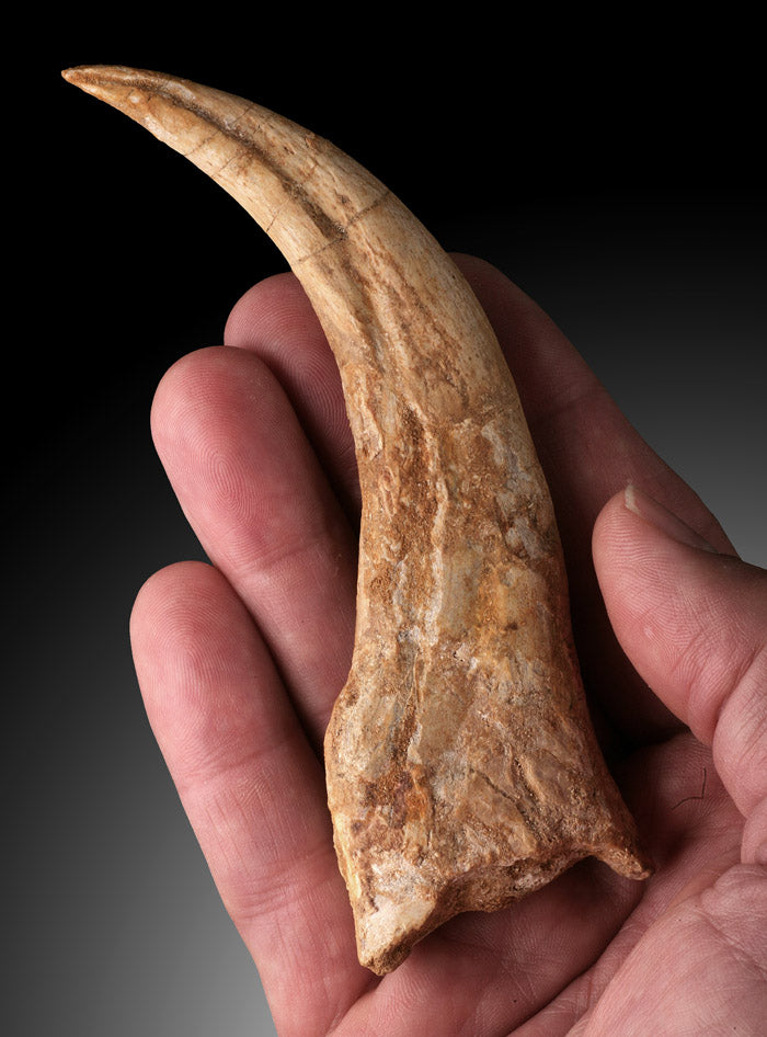 Premium Juvenile Spinosaurus Claw