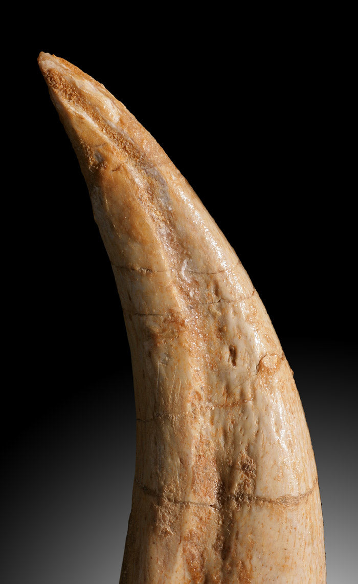 Premium Juvenile Spinosaurus Claw