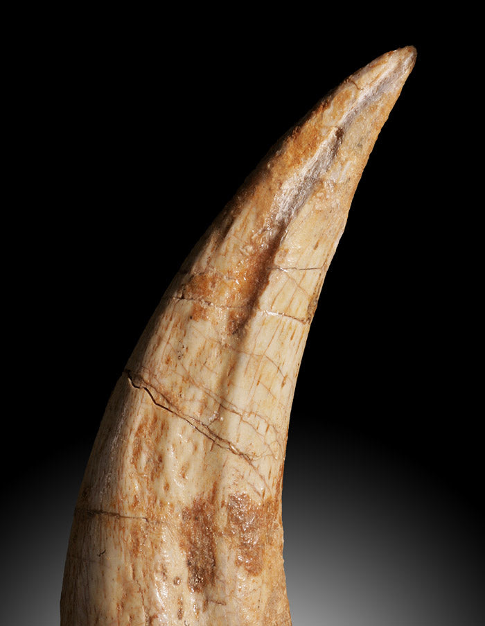 Premium Juvenile Spinosaurus Claw