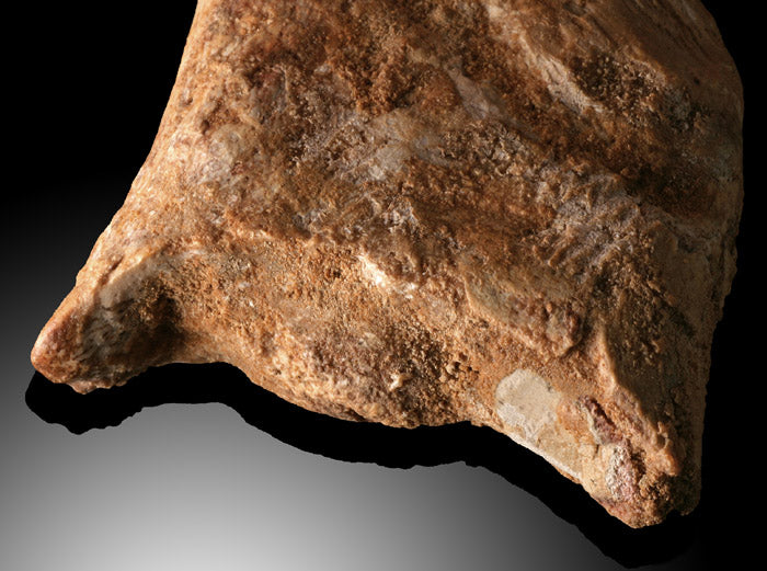 Premium Juvenile Spinosaurus Claw