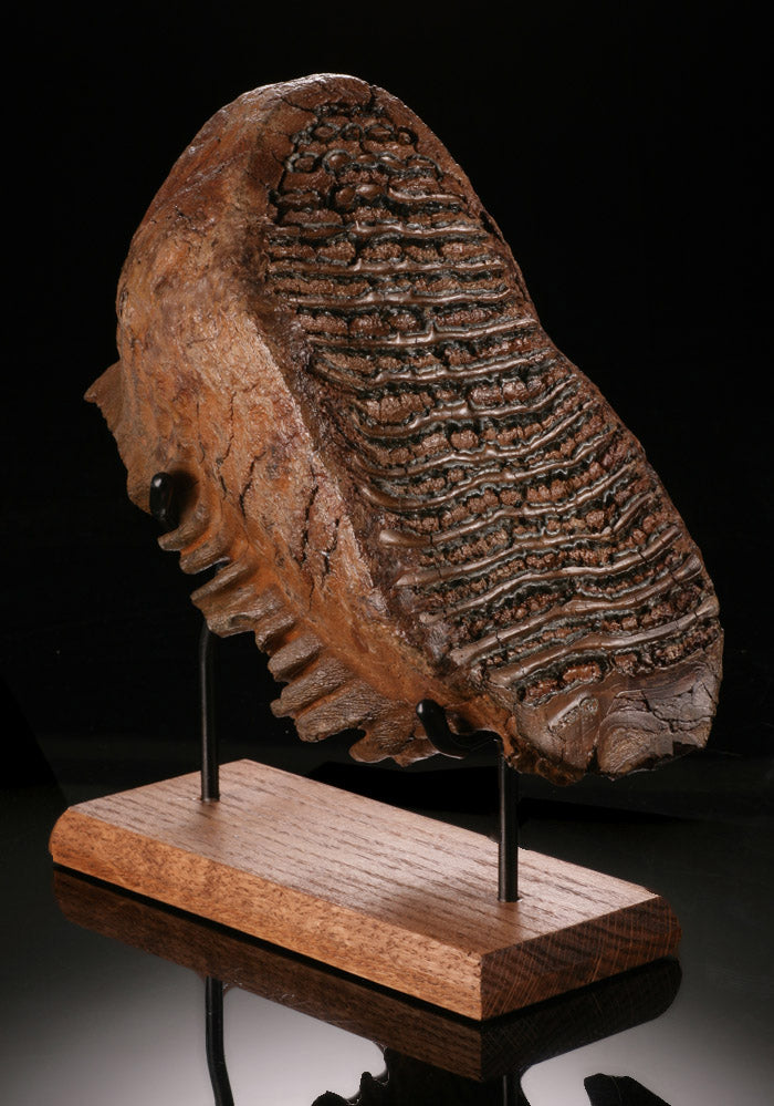 Fossil Mammoth Tooth with Stand