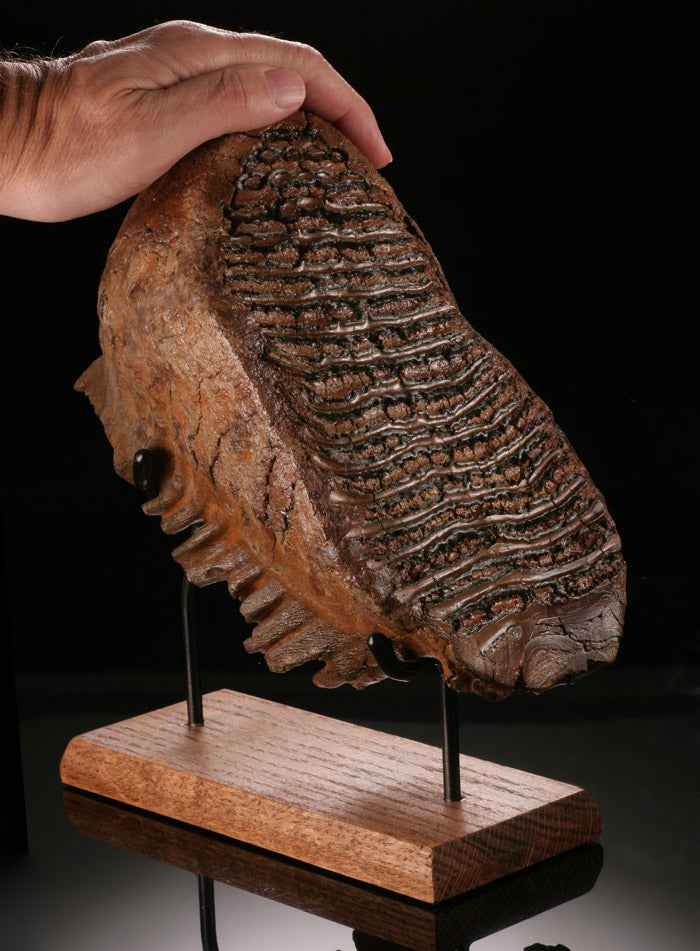Fossil Mammoth Tooth with Stand