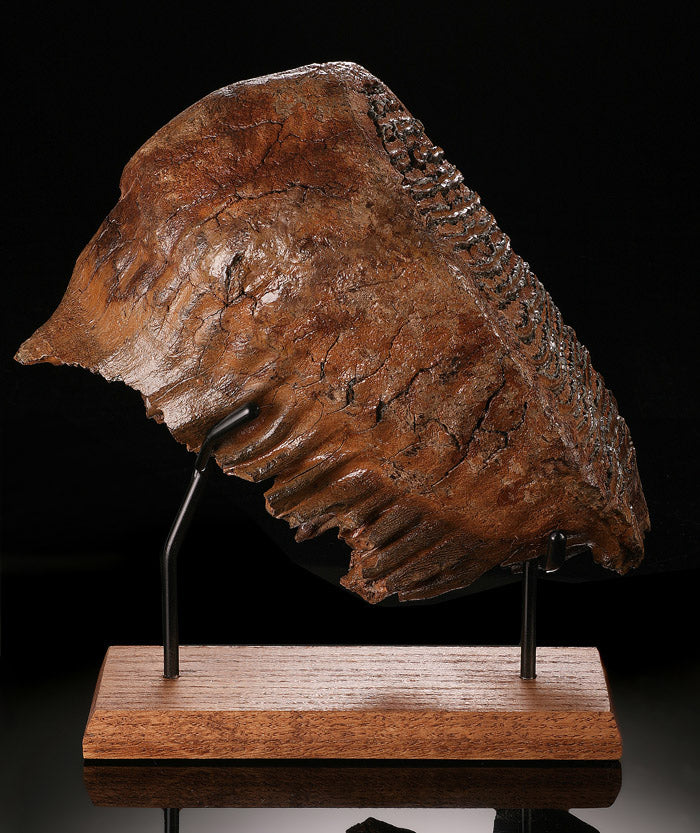 Fossil Mammoth Tooth with Stand