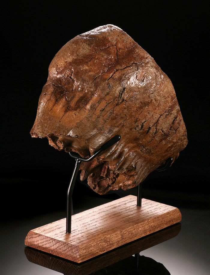 Fossil Mammoth Tooth with Stand