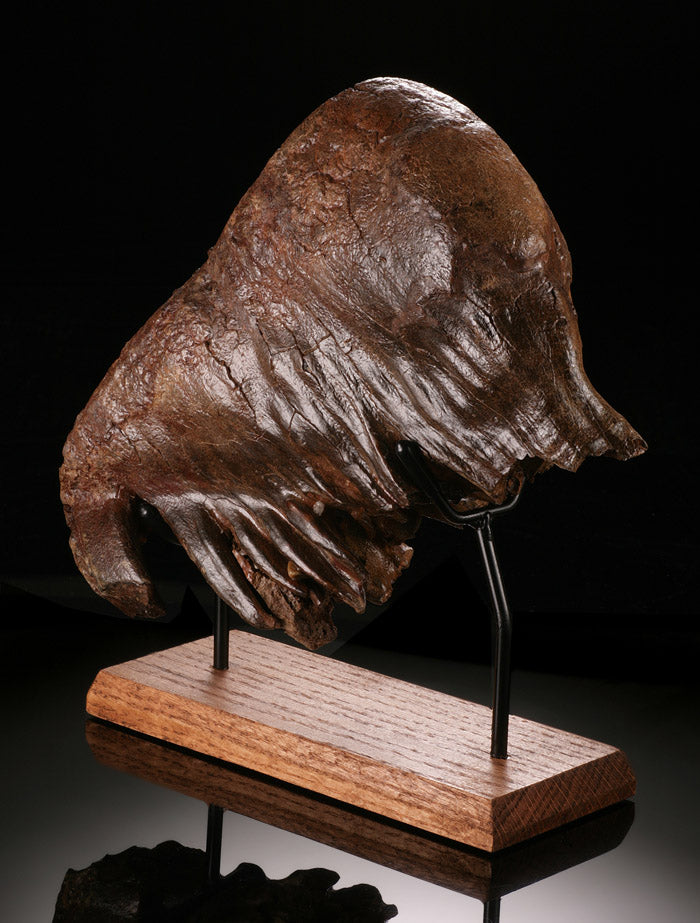 Fossil Mammoth Tooth with Stand