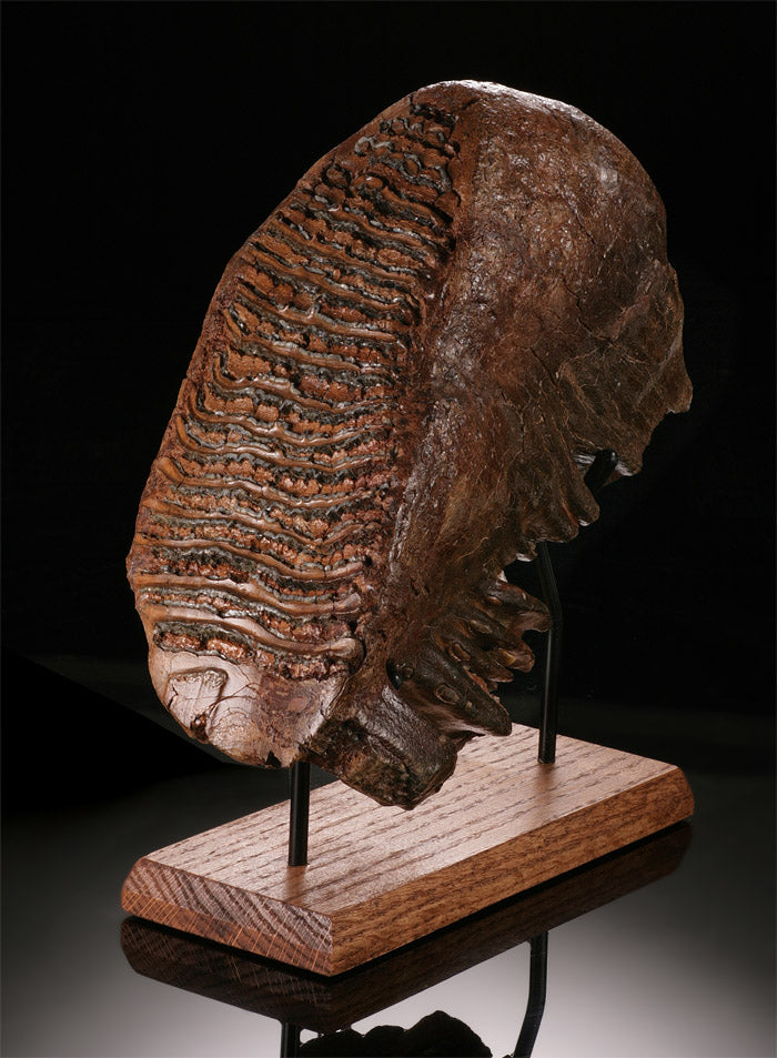 Fossil Mammoth Tooth with Stand