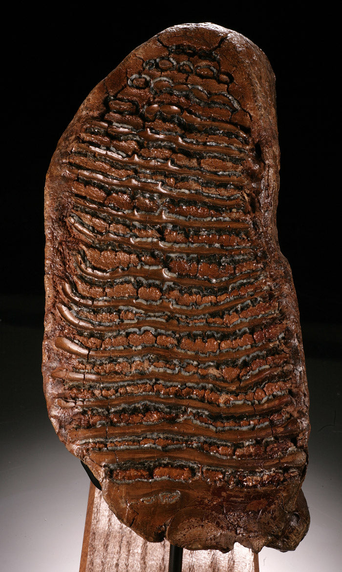Fossil Mammoth Tooth with Stand
