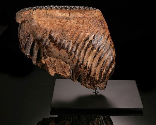Woolly Mammoth Tooth (with stand)